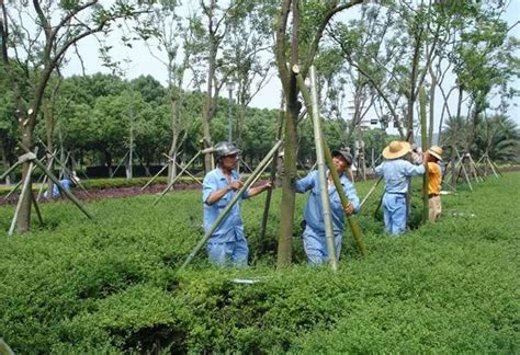 这种方法让苗木移栽成活率大大提高-种植技术-中国花木网