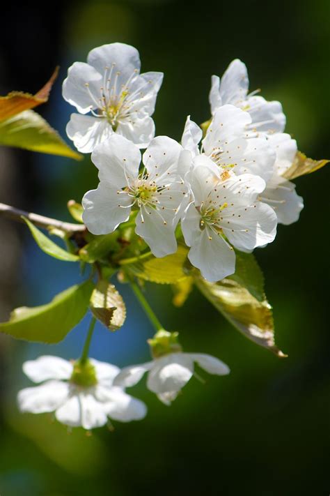 春天白色的樱桃花 - 免费可商用图片 - cc0.cn