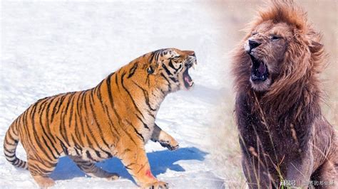 老虎的天敌是狮子还是狼群？10头狼能打赢一只东北虎吗？|东北虎|狼群|天敌_新浪新闻