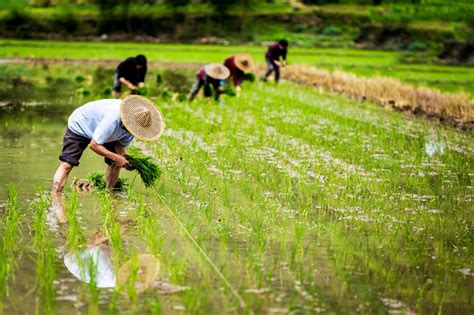 中国特色农业现代化道路以什么为途径-加快推进农业发展方式转变坚持走中国特色农业现代化道路必...