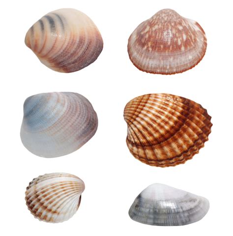 海洋科普（958）| 这些海边的贝壳都是什么？如何区分呢？_双壳类