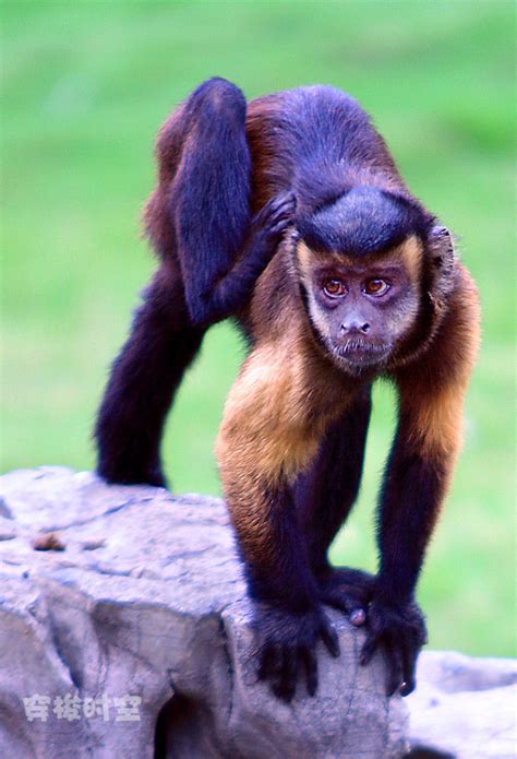 棕色条纹簇绒卷尾猴亚马逊丛林巴西高清图片下载-正版图片503922288-摄图网