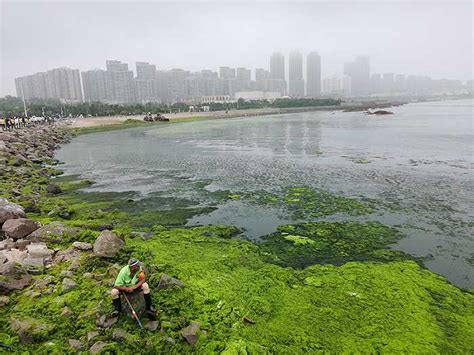 海洋科普：海洋生态灾害，“黄海浒苔绿潮”为什么首当其冲？-深i科普