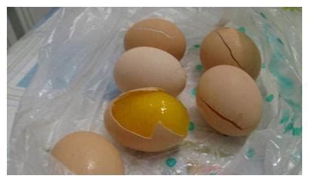 此种鸡蛋，人们称之为“毛蛋”、“寡蛋”，闻着香，但是吃不得