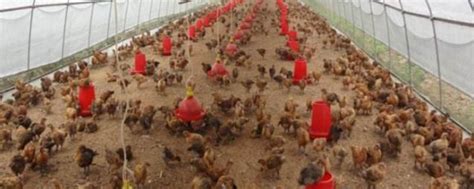 新式养鸡大棚的建造，根据饲养密度调整大棚面积 - 农敢网