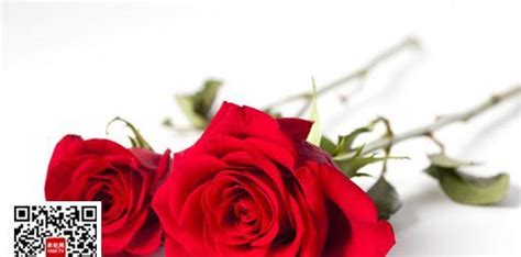 三朵玫瑰的花语（解读三朵玫瑰代表的情感与祝福）_花植网