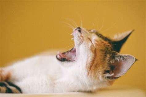 猫的狂犬病能活多久 - 业百科