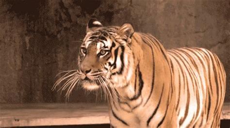 为何老虎吃人后必须击毙？并非是偿命，专家警告：留着后患无穷！