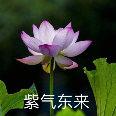 丽丽• 的图像结果