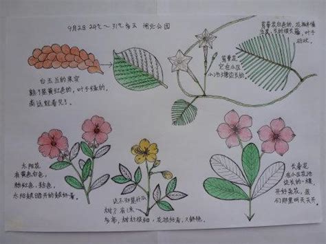 小植物观察记录表,植物简笔画,盆栽植物图片及名称_文秘苑图库