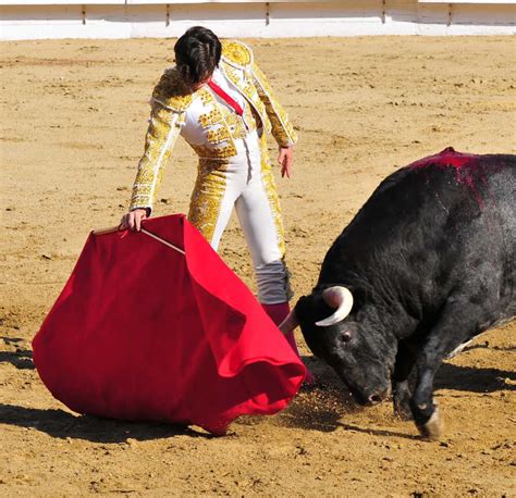 西班牙斗牛士被公牛用牛角顶起，扔向空中，最后力挽狂澜取得胜利