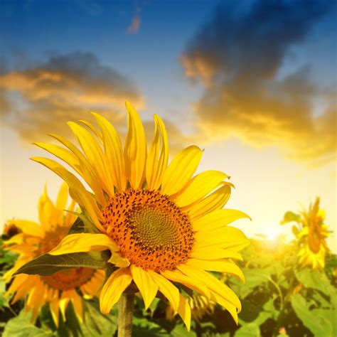 自然景色图片-日落时分美丽的向日葵素材-高清图片-摄影照片-寻图免费打包下载