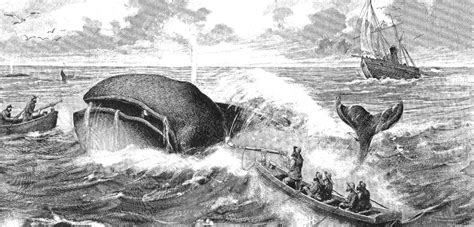 组图：被捕的独角鲸(自然类组照二等奖-2)_新闻中心_新浪网