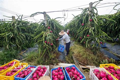 广西蒙山：党建引领“一村一品”发展名特优水果生产-人民图片网