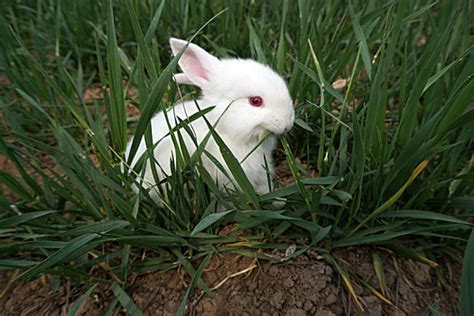 兔子图片-竹篮里的小兔子素材-高清图片-摄影照片-寻图免费打包下载