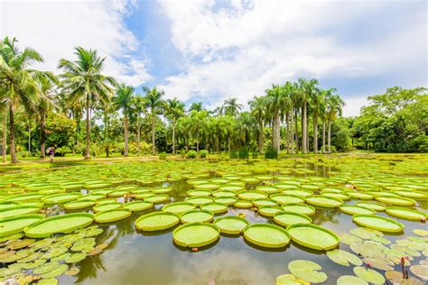 西双版纳热带植物园介绍（西双版纳热带植物园旅游攻略）|迈走旅游网