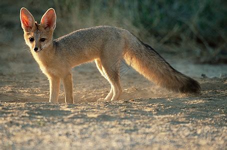 沙漠狐狸背景_沙漠狐狸摄影图片_沙漠狐狸壁纸_摄图网
