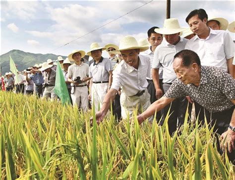 杂交水稻是什么米-农百科