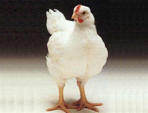 肉鸡品种全家福 | 中国动物保健·官网