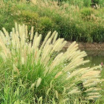 狼尾草--极具观赏价值的野草-花卉百科-绿宝园林网