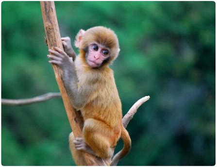 湖南张家界：护猴员20年守护野生猕猴--图片频道--人民网