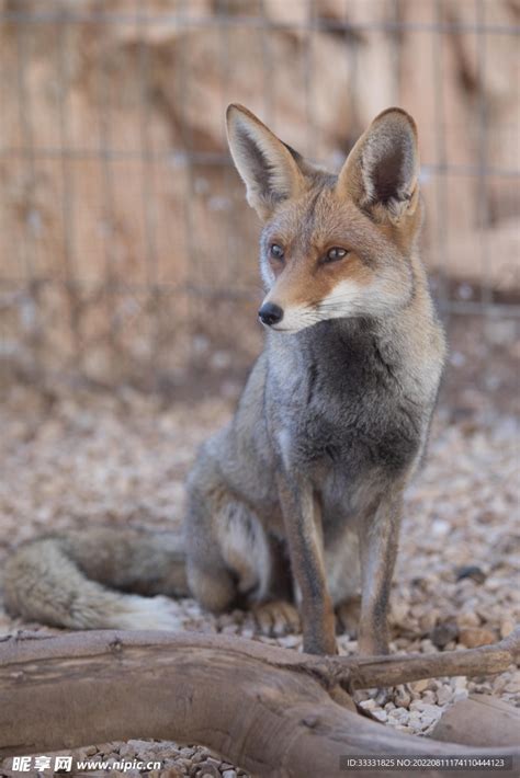 野外野生动物狐狸图片-包图网