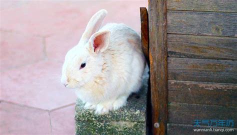 兔子的名字高雅而好听 兔子高雅又好听的名字都有哪些 - 万年历