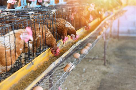 蛋鸡多级生产线输送机生产线的家禽养殖场蛋鸡养殖场农业技术设备厂高清图片下载-正版图片505548426-摄图网