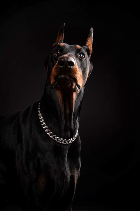 杜宾犬温柔女生头像