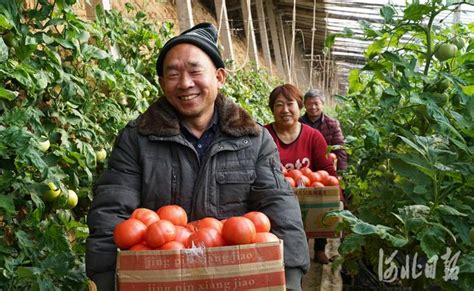 河北临城：订单蔬菜助农增收-河北基层宣传-长城网站群系统