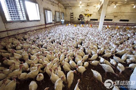 鞑靼斯坦火鸡养殖场 看火鸡养殖与肉鸡有何不同_旅游频道_凤凰网