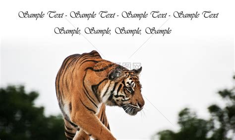 被囚禁的苏门答腊虎豹底格里斯苏门答腊大猫肖像高清图片下载-正版图片507041885-摄图网