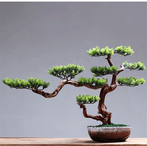 盆景迎客松图片