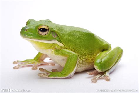 青蛙品种大全名称,青蛙品种大及名称,青蛙品种大_大山谷图库