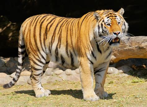 老虎如果灭绝，对人类的影响有多大？远比你想象的严重-搜狐大视野-搜狐新闻