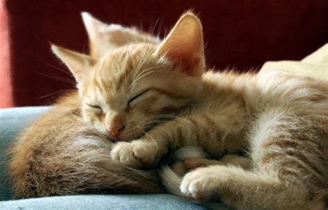 猫咪睡觉该怎么办 猫咪睡觉打鼾_宠物百科 - 养宠客