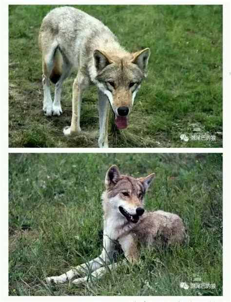 三种莱卡犬中最大的是东西伯利亚莱卡犬_[标签:标题1]