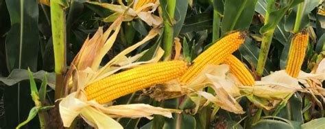 玉米种植如何科学施肥，施肥时间如何选择 - 农敢网