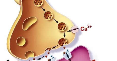 胡颖教授课题组在肿瘤细胞钙稳态调控机制方面取得重要进展