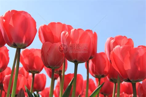 阳光明媚的田野中粉红郁金香花卉产业高清图片下载-正版图片306823303-摄图网