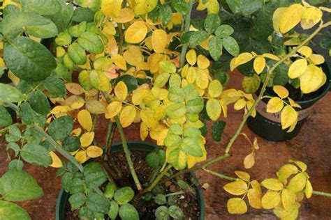 巴西木叶子发黄原因及解决办法 - 蜜源植物 - 酷蜜蜂