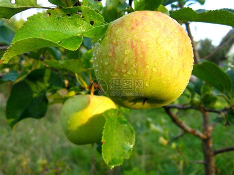 新鲜绿苹果水果培育乐趣双胞胎食物享受活力季节产品甜点高清图片下载-正版图片320365691-摄图网
