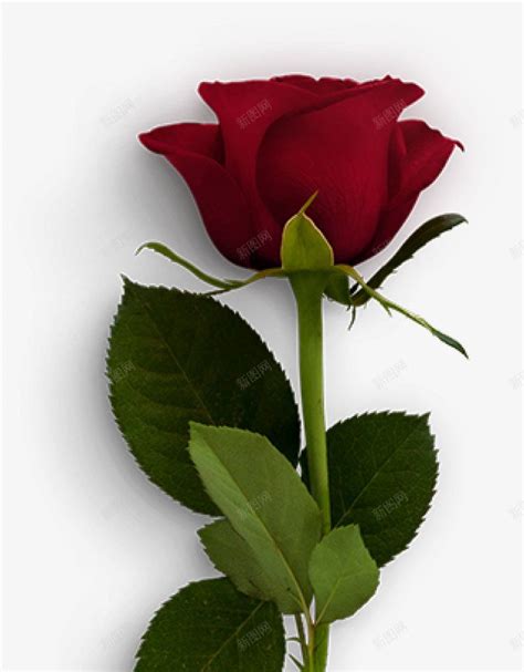 红玫瑰鲜花摄影图片,红玫瑰高档鲜花花束,一支鲜花红玫瑰_大山谷图库