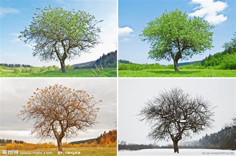 求4张图分别是春夏秋冬同一地点4季的变化的图片。最好美一点的。最好两边是树中间是路的那个，其他也行。