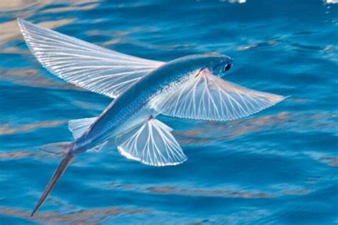 飞鱼为什么会飞出水面：自身特殊的身体构造（飞出水面躲避天敌） ... - 百科全书 - 懂了笔记