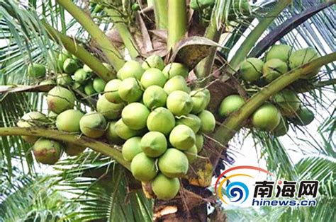 椰子的种类有几种，椰子的种类及图片大全，那种椰子品种更好吃 - 鲜淘网