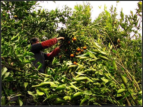 凤凰：6000多亩柑橘进入采摘期 果农丰收笑开颜 - 新湖南客户端 - 新湖南