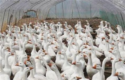 [白条鹅批发]白条鹅 白条出售，散养120天价格11.8元/斤 - 惠农网