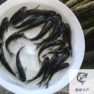 [黑鱼批发]黑鱼价格7.20元/斤 - 一亩田