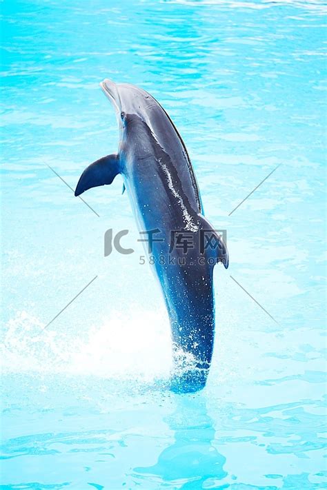 海豚表演,陆地动物,动物摄影,摄影,汇图网www.huitu.com